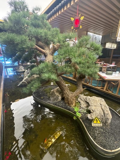 This media file captures an indoor scene, likely within a restaurant or tea house in Fangshan District, China, showcasing a prominent decorative garden feature.

The central subject is a magnificent, large bonsai tree, possibly a pine, with a thick, gnarled, dark brown trunk and dense clusters of vibrant green needles. The tree's branches extend gracefully over a shallow water feature. Surrounding the base of the bonsai are various natural elements, including several grey rocks, small patches of green moss, and a delicate fern-like plant. The ground immediately around the bonsai and rocks is covered with a dark, granular material, resembling charcoal or decorative pebbles.

The water feature, appearing as a dark-bottomed pond, holds calm water that reflects the surrounding architecture and lights. Several small, bright orange fish, likely goldfish or small koi, are visible swimming in the water. A golden, perforated object is partially submerged in the water.

A small, yellow triangular warning sign with a black lightning bolt symbol is placed near the rocks. The text on the sign reads "有电危险" (Yǒu diàn wēixiǎn), indicating "Danger of Electric Shock" or "Electrical Hazard."

In the background, the indoor setting features wooden walls with horizontal slats and a ceiling adorned with decorative light panels and a vibrant red and gold Chinese lantern hanging from intricate chains. Further back, wooden tables and chairs, some with light blue cushions, suggest a dining or seating area. A person is faintly visible in the background, seated at a table. The overall ambiance suggests a blend of natural tranquility and traditional Chinese decor.