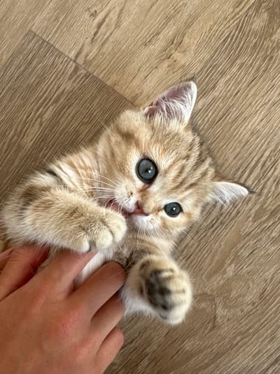 A fluffy, ginger and white tabby kitten with large blue eyes is lying on its back on a wooden floor, being petted by a human hand. The kitten's paws are extended, one of them touching its own mouth. The environment appears to be indoors, on a floor made of light-colored wood planks. The lighting suggests it is daytime, possibly with natural light coming from a window. There is no identifiable information about the location in Mókino, Russia.