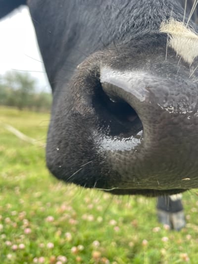 The image is a close-up of a black cow's nose in an outdoor setting. The cow's nose is wet and textured, with some white hairs visible on the right side of its snout. The background is blurred, showing a grassy field with small pink and white flowers, suggesting a rural or park-like environment. There are no visible elements that would place this image in the city of Manta, Moldova.