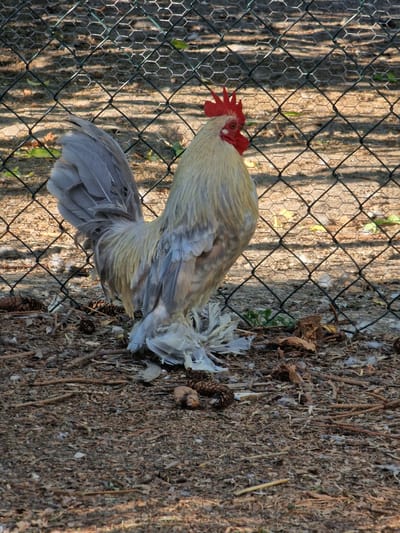 A rooster with pale gold and grey feathers stands on the ground, partially behind a wire fence. The rooster has a red comb and wattle, and its tail feathers are prominently displayed. The ground is covered with dry leaves, twigs, and pinecones, suggesting an outdoor setting. The lighting indicates it is daytime, with sunlight casting shadows through the fence. The rooster is not actively engaged in any particular event; it appears to be standing still. The scene is set in Lipí, Czechia. There is no visible text in the image.