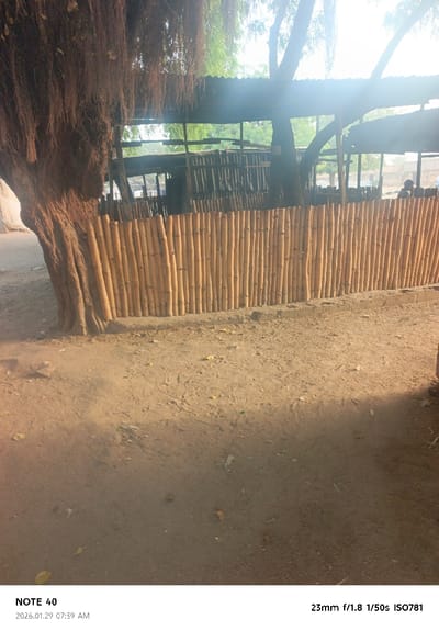 A tan bamboo fence borders an open-air structure with a corrugated roof supported by posts. A large tree with hanging roots sits to the left of the fence. The ground is dusty and tan. In the background, figures are seated inside the structure. Sunlight filters through the openings of the structure and illuminates the fence. The image is taken at ground level.