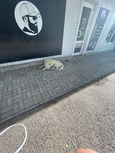 The image shows a light-colored dog lying on a gray brick sidewalk outside a building. The building appears to be a storefront with large windows and signage. One sign, visible in a cropped portion of the image, is black with white text and icons. The text is in Cyrillic and includes phrases like "РЕЖИМ РАБОТЫ" (working hours), "10⁺-20⁺" (likely the hours of operation), and potentially names of products or services. Another sign above the window displays icons and text, also in Cyrillic, possibly related to vaping products, with words like "ИСПАРИТЕЛИ" (vaporizers), "КАРТРИДЖИ" (cartridges), and "ЖИДКОСТИ" (liquids).
The dog is lying on its side, with its head resting on its paws, appearing relaxed. The sidewalk is laid with rectangular gray bricks, and a strip of darker material, possibly asphalt or gravel, runs alongside it. The sun is casting a distinct shadow on the brickwork, suggesting it is midday. The overall scene is outdoors, on a bright, sunny day. The building itself has white siding and framed windows. A large black graphic of a profile of a person wearing a hat is visible on a large dark panel on the building's lower section. In the background, a white coiled hose or cable is partially visible on the gravel area. The image has a slightly tilted perspective. The location context provided is Znamensk, Russia.