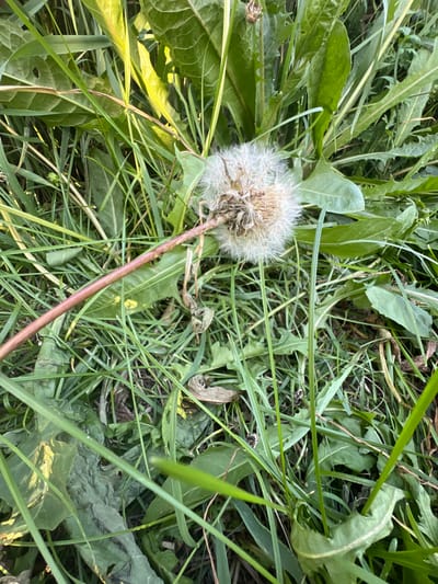 A close-up, high-angle shot captures a dandelion seed head resting among green grass and leaves. The dandelion is predominantly white and fluffy, with a brown center. A thin, reddish stem extends from the bottom left of the frame, leading to the seed head. The surrounding vegetation is lush and varied, with some leaves appearing damaged or wilted. The lighting suggests a natural outdoor environment, possibly a field or park. The image is located in Zudilovo, Russia.
