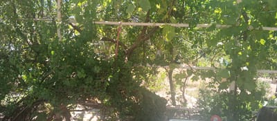 The image shows an outdoor scene with abundant greenery, likely in the city of Yangikurgan, Uzbekistan. A white trellis structure, made of horizontal pipes supported by vertical posts, runs across the frame. Lush foliage, appearing to be from grapevines and other leafy plants, is trained over and around the trellis. Sunlight filters through the leaves, creating dappled shadows on the ground below, which appears to be a dirt or sandy surface. Several tree trunks and branches are visible interspersed with the vines, indicating a natural or cultivated garden setting. The overall impression is one of a shaded, verdant area, possibly a pergola or a garden walkway covered by vegetation.