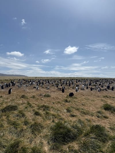 This image depicts a vast colony of penguins situated on the open, tussocky grassland of Bluff Cove, Falkland Islands (Islas Malvinas). Thousands of penguins, primarily identifiable as Gentoo penguins with some likely Magellanic or Rockhopper individuals, are scattered across the brown and green terrain. The penguins are observed in various states: many are standing upright, some are resting on the ground, and others appear to be situated near small depressions or mounds, indicative of nesting sites. No specific interactions between individual penguins are clearly discernible, and no human subjects or man-made objects are present. The environment consists of undulating ground covered in dry, matted grass and scattered green tufts. In the background, low, distant hills or landforms are visible on the horizon to the left. The sky above is a clear blue, dotted with scattered white cumulus clouds, suggesting bright, fair weather. The scene is illuminated by natural sunlight, casting minimal shadows.