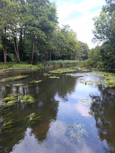 This media file depicts a serene natural scene of a calm river flowing through a lush green forest. The river is partially covered with water lilies and aquatic plants, with visible reeds growing along the bank. Tall trees with dense foliage line the riverbanks, their reflections shimmering on the water's surface, interspersed with the reflections of a partly cloudy sky. A fallen log rests on the riverbank on the left side of the frame.
The image evokes a peaceful and tranquil atmosphere, suggesting a calm and pleasant day, likely in the late morning or early afternoon, given the brightness and the clarity of the reflections. The location appears to be a natural, undeveloped area, possibly a park or nature reserve, consistent with a location like Konstancin-Jeziorna, Poland, known for its natural beauty and spa town heritage. There are no people or specific activities visible; the focus is purely on the undisturbed landscape. The overall impression is one of natural beauty and quiet serenity.