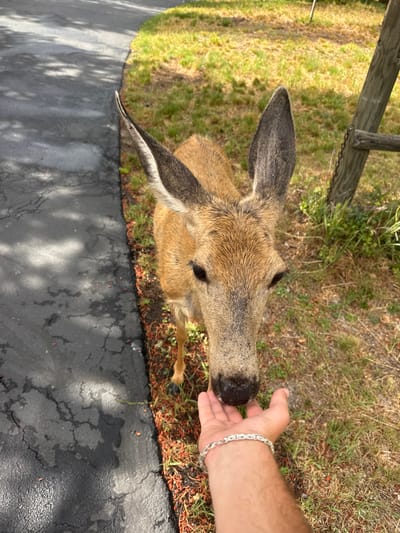 An outdoor scene in Bend, United States, depicts a close interaction between a deer and a human. A light brown deer with prominent ears stands with its muzzle positioned just above an open, upward-facing human right hand. The human hand, exhibiting a light skin tone, is adorned with a silver-colored link bracelet on the wrist. The ground directly adjacent to the deer consists of cracked black asphalt on the left and green grass with scattered reddish-brown organic debris on the right. In the upper right background, a weathered wooden post with a metal chain attached is partially visible. The interaction suggests direct feeding or tactile engagement with the animal.