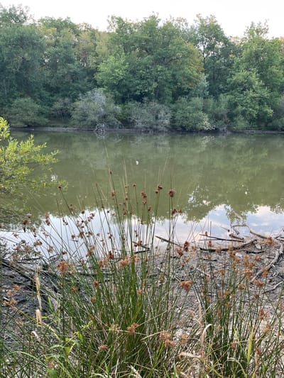The image depicts a natural landscape, likely a pond or lake, bordered by dense trees. In the foreground, tall reeds with brown seed heads sway gently, their bases partially submerged in the murky water. The water itself is a muted green, reflecting the overcast sky and the surrounding foliage. The shoreline is indistinct, with fallen branches and muddy earth visible. The background is dominated by a wall of trees, their leaves a mix of greens, suggesting a temperate climate and possibly late summer or early autumn. The overall atmosphere is serene and somewhat wild, with no signs of human presence or urban development. The specific location in Sonchamp, France is not identifiable from the visual information in the image.
