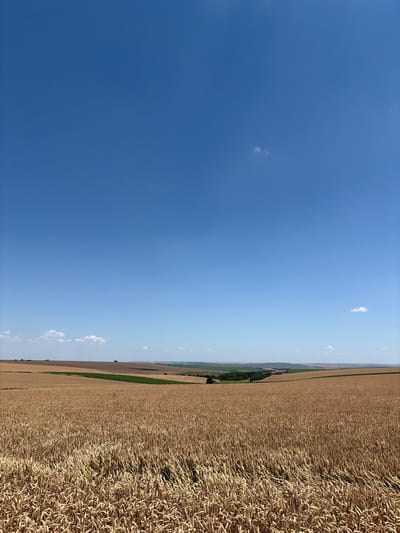 The image captures a vast, golden field of ripe wheat under a clear, vibrant blue sky. The field dominates the lower two-thirds of the frame, with the stalks of wheat appearing dense and mature, suggesting an upcoming harvest. In the mid-ground, the landscape transitions to rolling hills and other agricultural fields, some of which are tilled brown earth and others appear to be covered in green crops. A narrow strip of dark green vegetation, possibly trees or a dense crop, cuts diagonally across one of the brown fields. The horizon is a gentle curve of rolling hills under the expansive sky, with only a few small, wispy clouds scattered about. The scene conveys a sense of rural tranquility and agricultural abundance in the countryside near Kozlovets, Bulgaria. There are no people or animals visible in the image.
