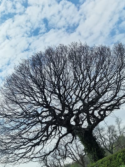 The image shows a large, bare tree with intricate branches silhouetted against a blue sky with white, scattered clouds. A mass of green foliage is visible to the right of the tree trunk, possibly indicating ivy or dense vegetation. The photograph is taken from a low angle, looking up towards the tree canopy and the sky. It is difficult to confirm the exact location within Framwellgate Moor, United Kingdom, without more visual cues or landmarks.