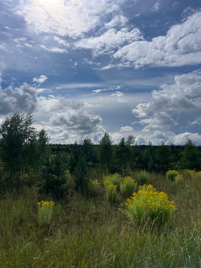 The image depicts a landscape scene under a partly cloudy sky. In the foreground, tall green grasses and clusters of yellow wildflowers dominate the terrain. Behind the wildflowers, a line of dark green coniferous trees forms a dense forest, with some lighter green deciduous trees visible to the left. The sky is a mix of blue and white, with large, dramatic clouds, some appearing dark and heavy, suggesting potential for rain. The sun is visible, casting a bright glow through the clouds on the left side of the frame. The scene is natural and appears to be an outdoor, undeveloped area. The location is specified as Plotinka (Yamnovskii S/S), Russia. There are no people or animals visible in the image, and no specific actions or interactions are depicted. The environment is a rural or natural landscape.