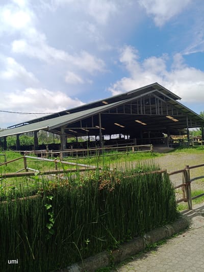 The image depicts a large, open-sided barn or stable building with a metal roof, situated in an outdoor environment. The structure appears to be designed to house animals, as several cows are visible inside. In the foreground, there is a fence made of metal pipes and a dense growth of tall, thin green plants, likely horsetail reeds, that partially obscure the view of the barn. The ground in front of the fence is paved with hexagonal stones, and a concrete curb separates the paved area from the plants and grass. The background shows more greenery and trees, suggesting a rural or semi-rural setting. The sky above is blue with scattered white clouds. The scene is illuminated by natural daylight. The text "umi" is visible in the bottom left corner of the image.
