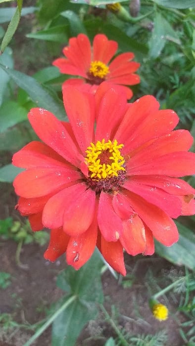 The image displays a close-up of two red-orange Zinnia flowers situated in an outdoor garden environment, identified as Serdang, Indonesia. The dominant subject is a Zinnia flower in the foreground, characterized by numerous vibrant red-orange ray petals fanning out from a central cluster of bright yellow disk florets. Small white particulates, consistent with dust or pollen, are visible on the surface of multiple petals. A dark, elongated object, approximately 2-3 millimeters in length, rests on a lower petal. Directly behind, a second Zinnia flower, identical in color and form, is present but rendered out of focus. The surrounding area comprises various green leaves and plant stems, with dark brown soil visible at the ground level. A small, spherical yellow object, appearing to be a floral bud, is discernible in the lower right background, also out of focus. No human figures, actions, or specific interactions are depicted within the frame.