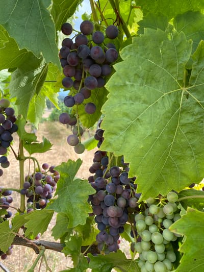 In Boudry, Switzerland, a close-up shot captures clusters of grapes hanging from a vine, interspersed with large, vibrant green leaves. The grapes exhibit a range of colors, from deep purples and blues to lighter greens, indicating different stages of ripeness or varietals. Some grapes are plump and round, while others appear slightly oval. The leaves are broad and veined, with serrated edges, creating a canopy over the fruit. The background is softly blurred, suggesting an outdoor vineyard setting with dry, tan ground cover and hints of distant foliage. The lighting is bright and natural, casting subtle shadows on the grapes and leaves.