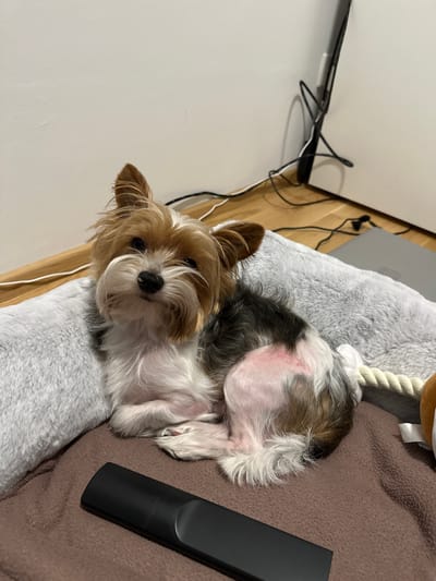 The image shows a small dog, possibly a Yorkshire Terrier mix, lying in a plush, gray and brown dog bed. The dog is facing the camera with its head resting on the bed. The dog's fur is a mix of brown, black, and white. A black remote control is located to the right of the dog. A white rope toy is behind the dog. Electrical cords are seen in the background, near a white surface. The location is presumed to be indoors and in the city of Gunzenhausen, Germany. No people are visible.