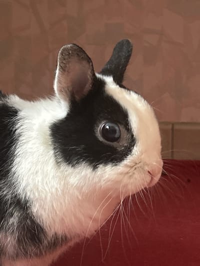 This close-up, side profile image captures the head of a young animal, likely a kid goat, with striking black and white fur markings. The animal is positioned with its head tilted upwards and slightly to the right, conveying an alert and curious expression. Its prominent, dark, and reflective eye gazes intently, catching a subtle light source. Long, delicate white whiskers fan out from its snout, which features a small, pink nose tip. Two ears are visible: one points upwards and slightly backward, while the other folds forward and slightly downwards, both appearing dark. The fur exhibits a clear pattern of white around the face and parts of the body, interspersed with black patches, including a distinctive black marking around the eye.
The background is softly blurred, providing a warm, reddish-brown hue on the left and a deeper red tone on the right. Faint, indistinct rectangular shapes are visible in the left background, suggesting an indoor setting, possibly a barn or a domestic environment. The animal appears to be observing something above its line of sight. The photograph was taken in Truchtersheim, France. There is no visible text in the image.