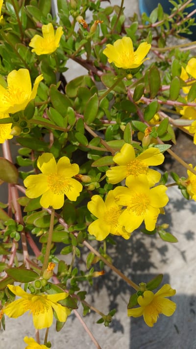 The image presents a close-up view of a vibrant plant, likely Portulaca grandiflora, showcasing numerous yellow flowers in full bloom. The primary subjects are the bright, five-petaled yellow flowers, each featuring a dense cluster of yellow stamens at its center. These are interspersed among small, fleshy, oval-shaped green leaves and reddish-brown trailing stems. Several flower buds are also visible, indicating ongoing growth.

The scene is an outdoor setting, possibly a garden bed, patio, or rooftop, bathed in bright, direct sunlight. The strong, distinct shadows cast on the light-colored, possibly concrete or tiled, surface in the background confirm it is daytime, likely mid-morning to late afternoon, under clear, sunny weather conditions. A subtle hint of a blue object, perhaps a pot or container, can be seen in the upper-left corner. The plant appears healthy and robust, conveying a sense of natural beauty and cheerfulness. No human activity or visible text is present. The arid-tolerant nature of this plant species is consistent with the climate typically found in La Joya, Mexico.