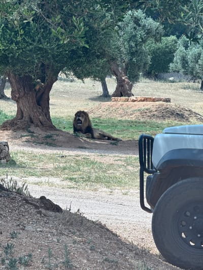 This image captures a scene from what appears to be a safari park, likely at Fasano's ZooSafari in Italy, given the provided context. The main subject is a large male lion, positioned prominently on an elevated dirt bank beside a gravel road. The lion has a thick, dark mane and is seen lying down with its mouth open, possibly in a yawn or a low roar, revealing its tongue and teeth.

In the foreground, partially visible on the right side of the frame, is a silver-colored vehicle, likely a safari jeep or SUV, with a black step bar and a large black tire with a silver hubcap. The vehicle is positioned on the dirt road, suggesting an observer's vantage point.

The surrounding environment is characterized by dry, light-colored grass and numerous ancient-looking olive trees with gnarled trunks and dense, silvery-green foliage, typical of Mediterranean landscapes. The ground is a mix of dirt, gravel, and sparse vegetation, indicating a warm, dry climate. The lighting suggests it is daytime, under clear skies, with some shadows cast by the trees and the terrain. No specific activities other than the lion resting and the vehicle being present are depicted. There is no visible text in the image.