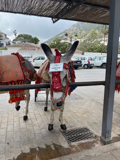 Two donkeys, adorned with colorful blankets and headgear, stand near a metal support structure on a stone-paved surface in Mijas, Spain. One donkey has a sign on its head that says "Mijas Burro Taxi No. 5". In the background, there are white buildings, trees, and parked cars, suggesting an urban setting. A metal drain is visible on the stone-paved ground.