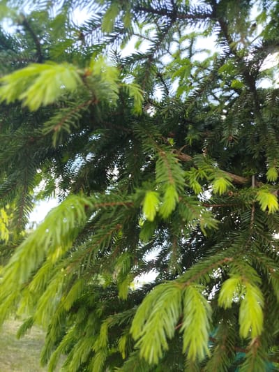 The image depicts a close-up view of a coniferous tree, likely a spruce or fir, with both dark green and bright, lime-green new growth visible. The background shows glimpses of a light-colored sky. The location provided is Мамонтово, Russia, however, the image itself does not contain any identifying elements related to location.