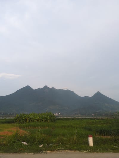 This is a landscape photograph taken from the ground level, looking towards a mountain range under a cloudy sky. In the foreground, there is a dirt road with some sparse vegetation and a white marker post with red markings. Beyond the road, a field of tall green grass stretches out, dotted with some smaller white flowers and patches of reddish-brown soil. A cluster of banana trees stands prominently in the middle ground, their large leaves vibrant green. In the far distance, the imposing silhouette of a mountain range dominates the horizon, its dark green slopes covered in dense vegetation. The sky above is a muted gray, with a few wispy clouds. The scene appears to be located in or around Tu Vũ, Vietnam, given the presence of banana trees and the characteristic mountainous terrain often found in the region.