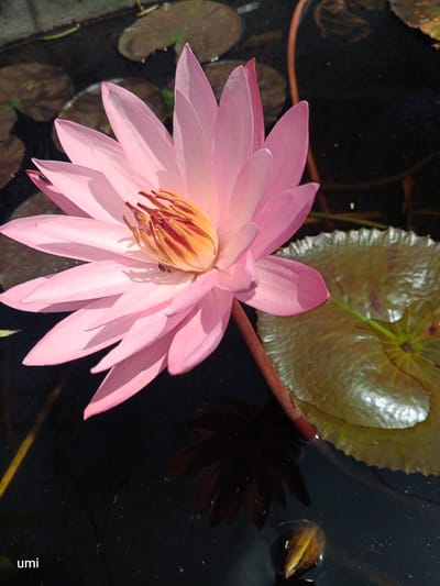 A close-up, high-angle shot captures a vibrant pink water lily in full bloom, its delicate petals unfurling towards the sunlight. The flower's center reveals a rich, golden-yellow stamen, a stark contrast to the soft pink of its outer petals. Perched atop one of the stamens is a small, dark insect, its presence adding a touch of life to the still scene. The water lily floats serenely on dark, still water, its surface reflecting the soft glow of the sky. Several lily pads, broad and round, drift nearby, their surfaces a mottled green and brown, hinting at the life teeming beneath the water. The background is a blur of more lily pads and the dark depths of the pond, creating a sense of peaceful isolation. The word "umi" is subtly placed in the lower-left corner of the image. This image was taken in Laugumba, Indonesia, where water lilies are a common sight in the local ponds and waterways.