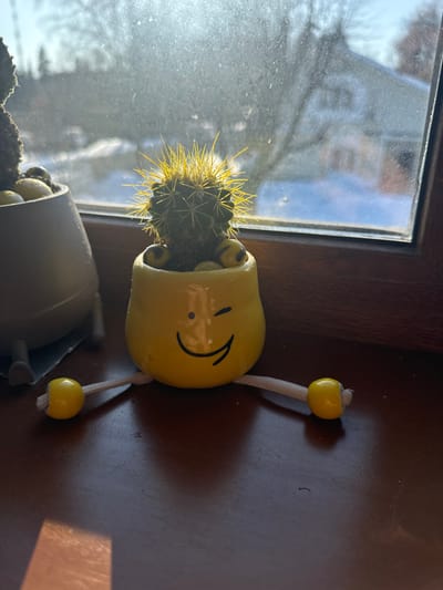 A small cactus with prominent yellow spines is centered in a yellow ceramic pot, situated on a dark brown wooden windowsill. The pot features a drawn black winking face and two white cords extending from its base, each terminating in a yellow spherical bead. Within the pot, surrounding the cactus, are multiple small, spherical, yellow and white marbled decorative stones. To the left, a portion of a light gray planter containing similar decorative elements is partially visible. Bright sunlight streams through a moderately smudged window, illuminating the objects and casting shadows on the windowsill. The background, viewed through the window, reveals a snow-covered outdoor environment with blurred outlines of distant trees and structures. The location is Matveevskoe, Russia.
