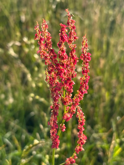 A close-up, vertical shot captures a flowering plant with numerous small, bright pink to red blossoms clustered along a tall stem. The plant is positioned slightly off-center to the left, with its floral spikes extending upwards. The background is a soft, out-of-focus expanse of green and yellow foliage, suggesting an outdoor, natural setting. The lighting indicates it is daytime, with sunlight illuminating the plant from the side, creating some highlights and shadows on the blossoms. A tiny insect is visible near the top of the main floral spike. The scene appears to be located in a grassy or meadow-like area, with the overall impression being one of natural growth. The image is devoid of any man-made structures or human presence, consistent with a location within the green spaces of Kongens Lyngby, Denmark.
