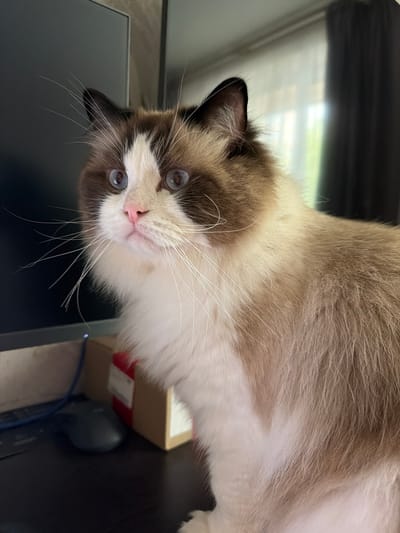 The image shows a close-up of a Ragdoll cat with blue eyes and brown and white fur. The cat is looking to the left, with its whiskers spread wide. It appears to be sitting on a dark surface, possibly a desk, next to a computer monitor and a small cardboard box. In the background, a window with dark curtains is visible, suggesting an indoor setting. The image does not provide any information about the specific location within the city of Nakhabino, Russia, or any actions or interactions taking place.