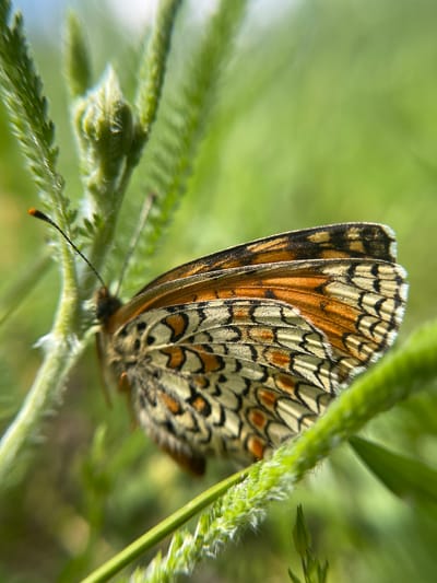 A close-up photograph captures a butterfly perched on a green plant. The butterfly features orange and black patterned wings with a white fringe at the edges. The plant appears to be a type of grass or weed, with a hairy texture on its stem. The background is blurred, suggesting a shallow depth of field and emphasizing the butterfly.
The location is given as Popasne, Ukraine, but this does not inform any other detail of the scene. There are no people visible. The subject is a butterfly interacting with plants. The environment is a grassy location.