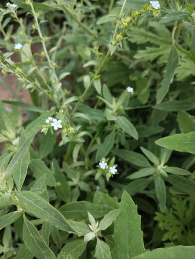 The image shows a close-up, high-angle view of a patch of low-lying vegetation in what appears to be a natural or semi-natural outdoor setting. The dominant elements are numerous green leaves of varying shapes and sizes, as well as several small, pale blue flowers with five petals. The flowers are delicate and scattered among the foliage. The overall impression is one of a natural ground cover. The image is a photograph of a plant. There is no indication of the city of Зелёное, Russia, within the image itself.