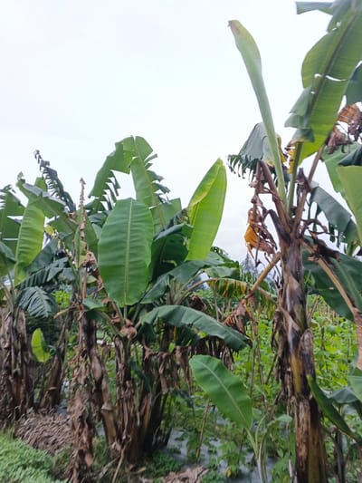 This image presents a cultivated outdoor scene in Kabiufa, Papua New Guinea, primarily featuring a dense grouping of mature banana plants (Musa species) under an overcast, light grey sky. Multiple banana trees with thick, fibrous brown pseudostems and large, broad green leaves fill the frame. Many leaves exhibit varying degrees of senescence, displaying tears, brown edges, and dried sections hanging downward. On the right side, a tall, nascent light green leaf is visible, emerging vertically and tightly rolled from the center of a banana plant. Further down on the right, another banana plant displays dried, yellowish leaf fragments or potentially a remnant of a flower stalk. The ground level between the plants shows additional smaller green vegetation and patches of white plastic sheeting, likely deployed for agricultural purposes such as weed suppression or moisture retention. No human figures or discernible activity are present.