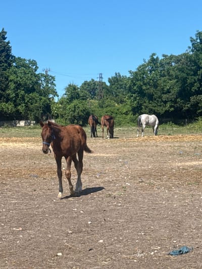 A chestnut colt with a blue halter stands in a dry, dusty field. In the background, three other horses, one white and two brown, graze on a patch of hay. Trees and power lines line the horizon under a clear blue sky. The scene is located in the village of Bliznatsi, Bulgaria.