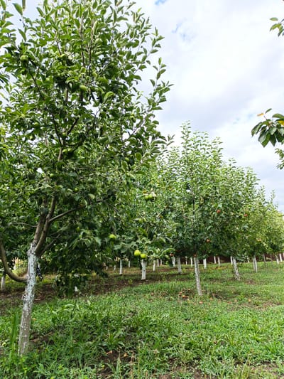 The image depicts an apple orchard in Velikovechnoye, Russia. The foreground is dominated by lush green grass, with some fallen apples scattered on the ground. Several apple trees, laden with green and some reddish apples, are arranged in neat rows stretching into the background. The trunks of the trees are painted white, a common practice in orchards. The sky above is partly cloudy with a bright, overcast appearance. No people are visible in the scene, and the focus is entirely on the agricultural landscape. The overall impression is one of a productive orchard during the growing season.
