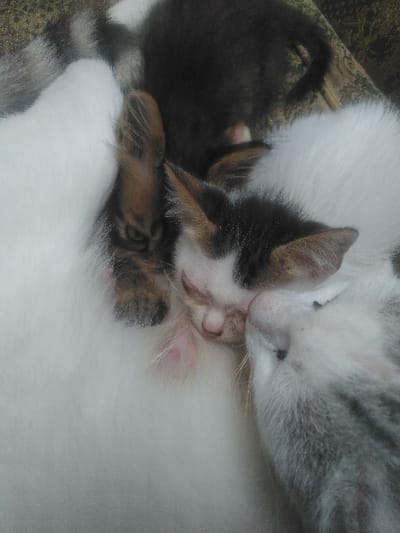 This close-up image, situated in the city of Yellowknife, Canada, depicts a group of cats resting together on a patterned textile surface. A large, predominantly white cat occupies the lower-left portion of the frame, serving as a base for several kittens. Directly above the white cat, a dark-furred kitten with subtle tabby markings on its face and ears is visible, its eyes open and directed towards the viewer. To its right, a tricolor kitten (white, black, and orange/brown patches) is nestled against the white cat's fur, sleeping, with its head positioned low against the adult cat's body. Adjacent to the tricolor kitten on the right, a grey and white tabby kitten is also visible, sleeping with its head close to the tricolor kitten and the white cat. A fourth, mostly white kitten with some dark markings is partially visible at the top right, resting behind the tricolor kitten. The kittens exhibit characteristics consistent with youth. The background consists of a blurred, beige and brown patterned fabric, likely a blanket or carpet.