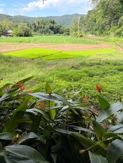 The image depicts a rural landscape with agricultural fields and lush vegetation. In the foreground, several large, dark green leaves of a tropical plant are visible, with bright orange flowers interspersed among them. Behind these plants, a vibrant green field, likely planted with rice seedlings, occupies the mid-ground. Further back, a field of tilled brown earth is visible, suggesting a different stage of cultivation. The background is characterized by a dense forest with bamboo and other trees, and beyond that, rolling hills under a partly cloudy sky. A small, rustic building with a tin roof is nestled among the trees on the left. A dirt road runs along the right side of the frame, with power lines and streetlights visible. A light-colored car is parked or driving on this road in the distance. The scene appears to be in Ban Huai Takhrai, Thailand, given the vegetation and rural setting typical of the region. There are no people clearly visible in the image.