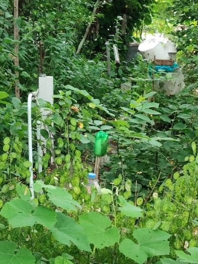 A medium shot captures a dense, overgrown garden area with abundant greenery and vegetation. In the foreground, large, vibrant green leaves dominate, with smaller, round, coin-shaped seed pods clustered on stems behind them. To the left, a white vertical pipe extends upwards, with a curved white pipe attached to its side. A thin metal rod with a small object at its tip protrudes from the top of the white pipe. Further back, a bright green plastic bottle hangs suspended from a thin branch, its sides crimped. Behind this, a collection of white plastic containers, possibly buckets or bins, are stacked and partially covered by a blue tarp. A brick is placed on top of one of the white containers. The background consists of a wall of lush green leaves and branches, suggesting a secluded or wild area. The scene appears to be located in a garden or natural setting within Znamenskiy, Russia. No people are visible in the image.