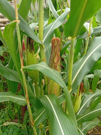 The image shows a close-up view of several corn plants with developing ears of corn, also known as maize. The plants are green and healthy, with long, broad leaves. Some of the ears are still encased in their husks, with visible silk at the top. The scene appears to be a field or garden setting, with green vegetation in the background. There is no visible indication of location within the city of Igrita, Nigeria, or specific people or actions taking place. The environment is generally green and well-lit, suggesting a sunny day.
