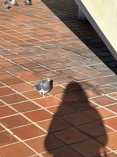 The image captures an outdoor scene in Hialeah, United States of America, focusing on several pigeons on a tiled surface under bright daylight. The main subject is a pigeon positioned centrally, appearing to peck at the ground or move forward. Its feathers display iridescent greens and purples on its neck and head, contrasting with its grey and white body. To the left, two other pigeons are partially visible, one near the bottom left corner and another slightly above it, also on the same surface.

The pigeons are situated on a reddish-brown tiled surface with a distinct diagonal grid pattern, resembling a brick or terracotta floor or a low wall. This surface extends across most of the frame. Above the tiled area, a lighter, off-white or cream-colored structure is visible along the top edge, casting a prominent, dark shadow that cuts diagonally across the tiled surface from the upper left to the lower right. The shadow indicates strong, direct sunlight, suggesting a clear and sunny day, likely mid-day or early afternoon given the sharp angles. No human subjects or visible text are present in the image.