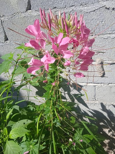 An overhead shot captures a vibrant pink Cleome spider flower plant, its delicate blooms and long, wispy stamens reaching towards a sunlit concrete block wall. The plant, growing in the garden of a private residence in Bora, Indonesia, displays a cluster of pink flowers at its apex, with many unopened buds promising future blooms. Long, green seed pods hang from the stem, hinting at the plant's life cycle. The background is dominated by the textured grey concrete blocks, their rough surface casting dramatic shadows from the plant and nearby vegetation onto the wall. Lush green leaves and stems fill the lower portion of the frame, their varied shades of green adding depth and contrast to the scene. The overall impression is one of a flourishing, sun-drenched garden, where nature's beauty thrives against an urban backdrop.
