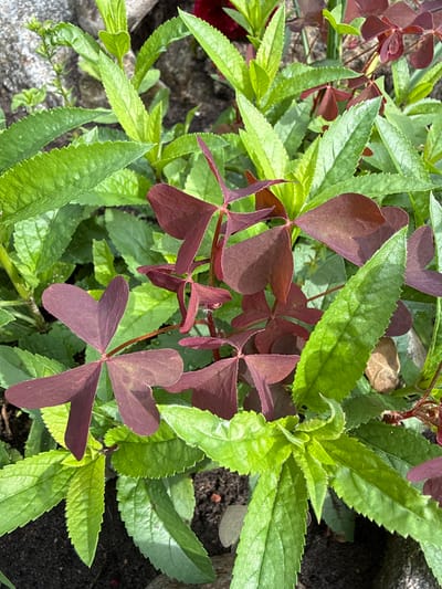 The image shows a close-up view of a plant with dark purple, heart-shaped leaves and bright green, serrated leaves. The plant is growing in dark soil. The background is blurred, but appears to be a natural outdoor setting, possibly a garden or park. There are no people or animals visible in the image. The location is identified as Užliekniai, Lithuania.
