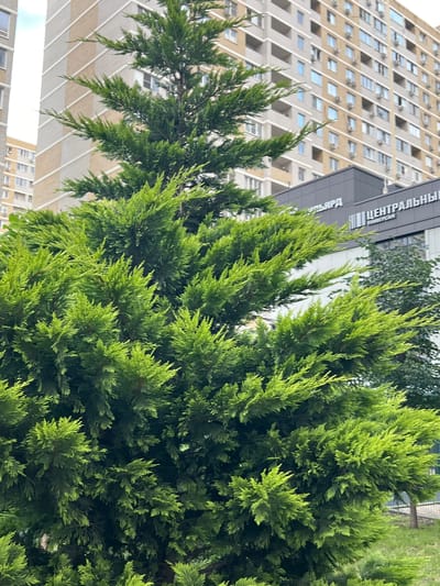 In the foreground of the image, a dense, vibrant green conifer tree dominates the frame. The tree's branches are laden with feathery foliage, varying in shade from a bright lime green to a deeper emerald, indicating healthy growth. Its textured appearance suggests it is likely a cypress or cedar variety.

Behind the tree, a modern, multi-story building is visible. Its facade is a mosaic of beige and white rectangular panels, interspersed with rows of windows and balconies. Numerous air conditioning units are mounted on the exterior walls. The building's architecture suggests a residential or mixed-use complex.

Below the taller building, a lower, darker building is partially obscured by the conifer. This structure has a modern design with a dark gray facade. White text in Cyrillic script is visible on this building, with the word "ЦЕНТРАЛЬНЫЙ" (Centralny) being most prominent, suggesting it might be a commercial center or administrative building.

The environment appears to be urban, with the presence of buildings and manicured grass and possibly a fence in the lower right corner, suggesting a park or landscaped area within the city. The sky is overcast and a pale grey, typical of cloudy weather.

The image is static and does not depict any people or animals, nor any ongoing actions. It is a still-life scene of an urban landscape, focusing on the interplay between the lush greenery of the conifer and the modern architectural elements of the surrounding buildings. The overall impression is one of a contemporary urban setting with elements of nature integrated into the cityscape. The location is identified as Belozernyi, Russia.