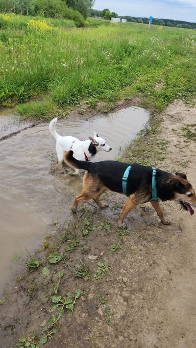 Two dogs are seen playing in a large muddy puddle on a dirt path in Glukhovo, Russia. The image is taken outdoors during the daytime, under bright, possibly sunny, conditions.
One dog, predominantly white with black and brown markings on its head and body, and wearing a red collar or harness, is standing with all four paws in the murky water, looking up. The other dog, larger and with black and brown fur, wearing a light blue harness, has its front paws on the muddy ground next to the puddle and its hind legs in the water. This dog is looking upwards with its tongue hanging out, suggesting excitement or panting. Both dogs appear joyful and energetic, enjoying the muddy environment.
The setting is rural or natural, with a wide expanse of vibrant green grass and some yellow wildflowers (possibly dandelions) bordering the dirt path and puddle on the left side. A line of dense trees forms the distant background under a pale blue sky with light clouds. The ground around the puddle is dark, wet soil, indicating muddy conditions. No visible text is present in the image.