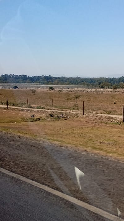 A landscape under a light blue sky features a field of dry, brown grass dotted with sparse trees. A distant line of dense, green trees marks the horizon. A wire fence runs horizontally across the middle ground, separating the field. The bottom of the image is dominated by a gray road surface with visible reflections. The scene appears to be captured from a moving vehicle.