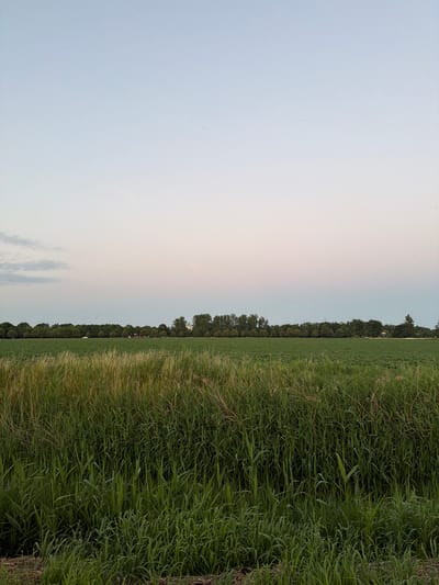 This is a horizontal landscape photograph taken outdoors in Schwedt/Oder, Germany. The image is split into two distinct halves. The left side of the frame is dominated by a pale, gradient sky that transitions from a soft blue at the top to a lighter, almost white hue closer to the horizon. Faint, wispy clouds are visible in the lower portion of the sky. The right side of the image features a dense, vibrant green field of tall grass that occupies the foreground and extends towards the horizon. The grass appears slightly overgrown and wild, with some areas showing hints of yellowing or dried stalks.

Beyond the field of grass, a line of mature trees forms a dark green border across the middle ground. These trees create a distinct horizon line separating the sky from the land. The trees appear to be deciduous and are densely packed, suggesting a forest or a well-established hedgerow. There are no visible people or man-made objects in the foreground or middle ground. The overall impression is one of a serene and natural landscape. The lighting and the soft colors in the sky suggest that the photograph was taken during either dawn or dusk. The weather appears calm and clear, with no strong winds evident in the posture of the grass. The location context places this scene in a rural or semi-rural area of Schwedt/Oder, Germany, characterized by open fields and woodlands. There is no visible text in the image.