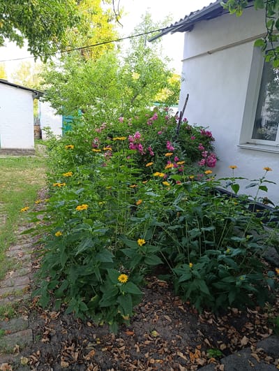 In Ozera, Ukraine, a vibrant garden scene unfolds beside a white-washed building. A paved pathway, composed of reddish-brown bricks, lines the left edge of the frame, disappearing into lush green grass. The garden itself is a riot of color, dominated by tall, green-leafed plants adorned with bright yellow, daisy-like flowers. Behind these, a dense bush overflows with delicate pink roses. The building, with its textured white facade and gray corrugated roof, forms a stark backdrop to the natural beauty. A window with a pale frame is visible on its right side. Green foliage from nearby trees drapes over the roof and the right side of the frame, suggesting a natural, overgrown setting. The ground beneath the plants is a mixture of dark soil and fallen brown leaves, hinting at the changing seasons. A hint of a green door is visible in the distance, adding another touch of color to the scene.