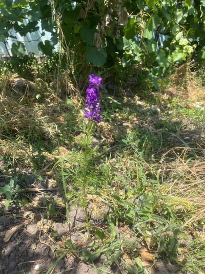 The image shows a single stalk of purple delphinium flowers in bloom, surrounded by dry grass, green foliage, and bare soil. In the background, there is a light-colored structure with green leaves from what appears to be a vine growing on it. The scene is lit by bright sunlight, casting shadows on the ground. The location is identified as Chernove, Ukraine. There are no people or animals visible in the image. The overall environment appears to be an outdoor garden or natural area.