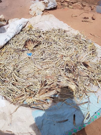 The image shows a pile of dried palm fronds, likely for use as thatch, in Kwal, Nigeria, located at latitude 9.803 and longitude 8.646. The fronds are arranged on a white sheet, partially covered by a white plastic bag with some writing on it. A small blue plastic bag lies partially obscured near the center of the pile. The fronds are dry and brittle, and there is some debris on the ground around the pile. The image appears to have been taken on a sunny day, as the ground is dry and the fronds are casting shadows. The image was taken at ground level, and the focus is on the pile of fronds.