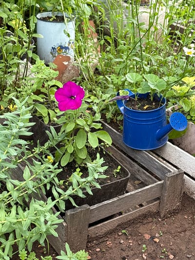 A vibrant pink petunia blooms in a garden setting, surrounded by various plants and gardening accessories. The petunia is in the center of the frame, with its large, fuchsia-colored petals open. To its left, a cluster of pale green plants with small leaves grows. To the right of the petunia, a bright blue miniature watering can sits on a weathered wooden crate. The watering can contains soil and a few small green shoots. Behind the petunia, a light blue metal pitcher with floral decorations is visible. The ground is covered in dark soil with small pebbles and young seedlings. The overall scene suggests a home garden, possibly in a residential area. Bratsk, Russia, is a city known for its industrial activities and is located in Siberia. The climate in Bratsk is continental, with long, cold winters and short, warm summers. This environment would influence the types of plants that can be successfully grown in a garden.