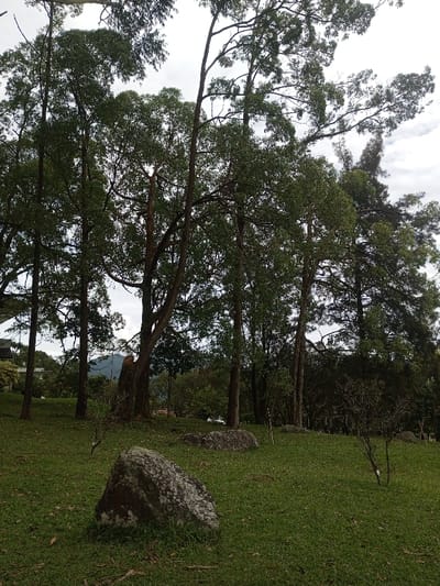 The image presents a serene natural landscape, likely a park or forested area in Mahabaleshwar, India. The scene features a gently sloping expanse of vibrant green grass, interspersed with several large, moss-covered boulders in the foreground and midground.

Dominating the upper two-thirds of the frame are numerous tall, leafy trees with slender to moderately thick trunks. Their dense, dark green canopies reach towards an overcast sky, which appears bright and diffused, suggesting a daytime setting with soft light. One prominent tree in the midground exhibits a distinctive split or broken trunk, revealing lighter wood beneath the darker bark. Towards the right, a conifer-like tree with denser, darker foliage is visible among the broadleaf trees.

In the background, glimpses of distant hills or mountains peek through the tree line, confirming the elevated and scenic location. A light-colored building is partially visible through the trees on the far left. There are no people visible, nor is any specific activity taking place, lending a tranquil and untouched quality to the environment. The overall atmosphere is one of peaceful natural beauty. No text is visible in the image.